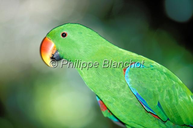 perroquet 1.JPG - Perroquet éclectusEclectus roratusEclectus ParrotThe Rainforest Habitat Wildlife SanctuaryPort DouglasQueenslandAustralie